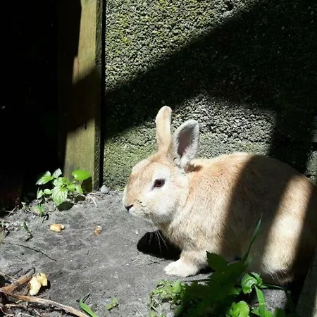 Apartament Terrassenwohnung-loenneberger-im-ferienhof-nielson