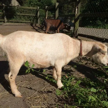 Terrassenwohnung-loenneberger-im-ferienhof-nielson Apartament